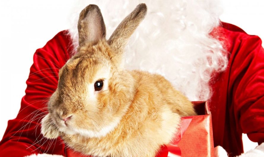 Новый год Кролика 2023 по Фэн-шуй: как встречать, ёлка, меню, подарки