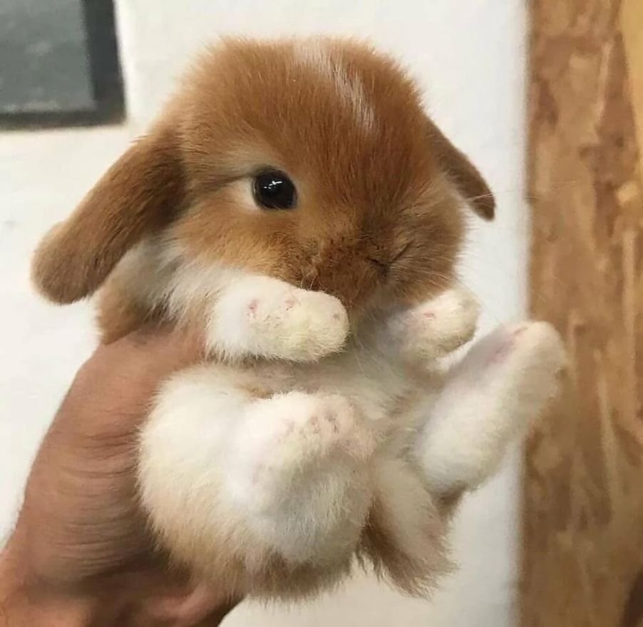 Фото с милыми крольчатами
