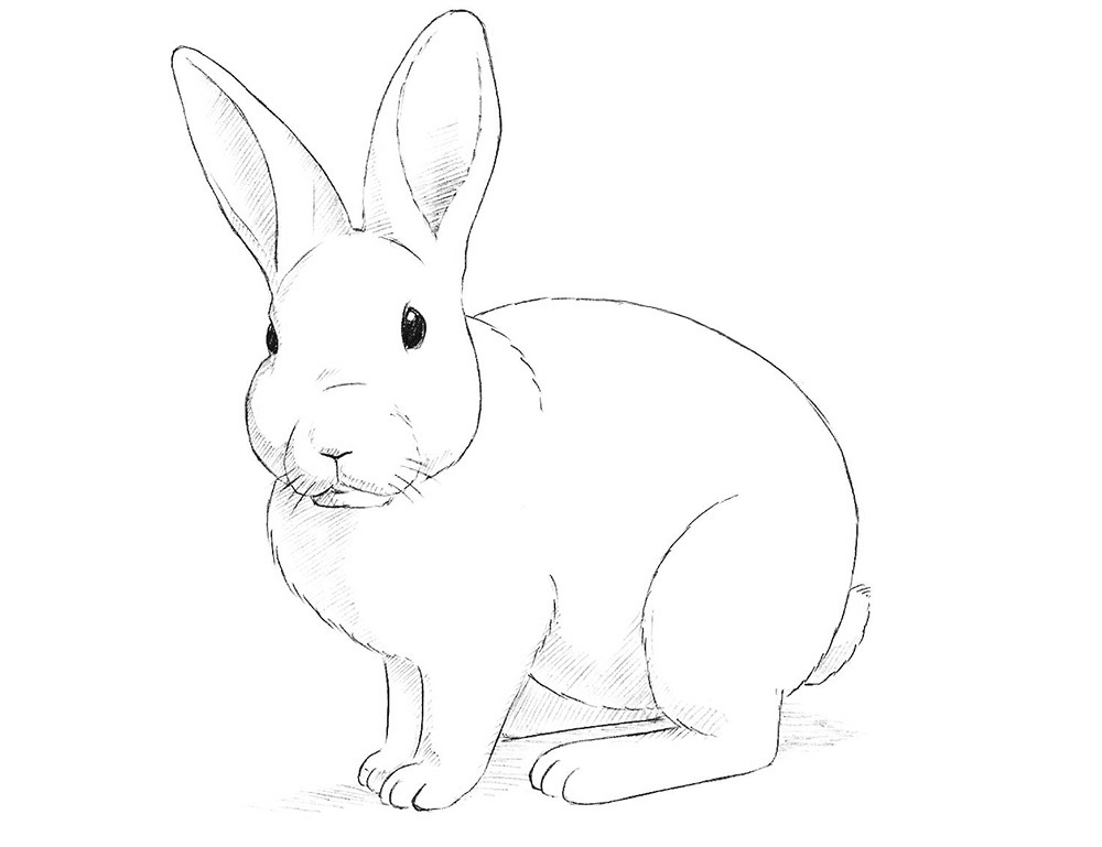 Рисунки с символом 2023 года - Кроликом для срисовки