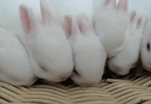 Гифки с милыми Кроликами