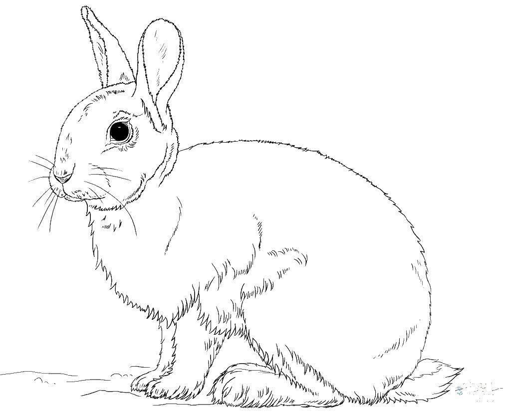 Раскраски с Кроликом на Новый год 2023