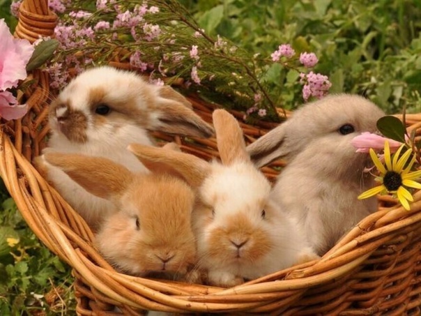 Фото с милыми крольчатами