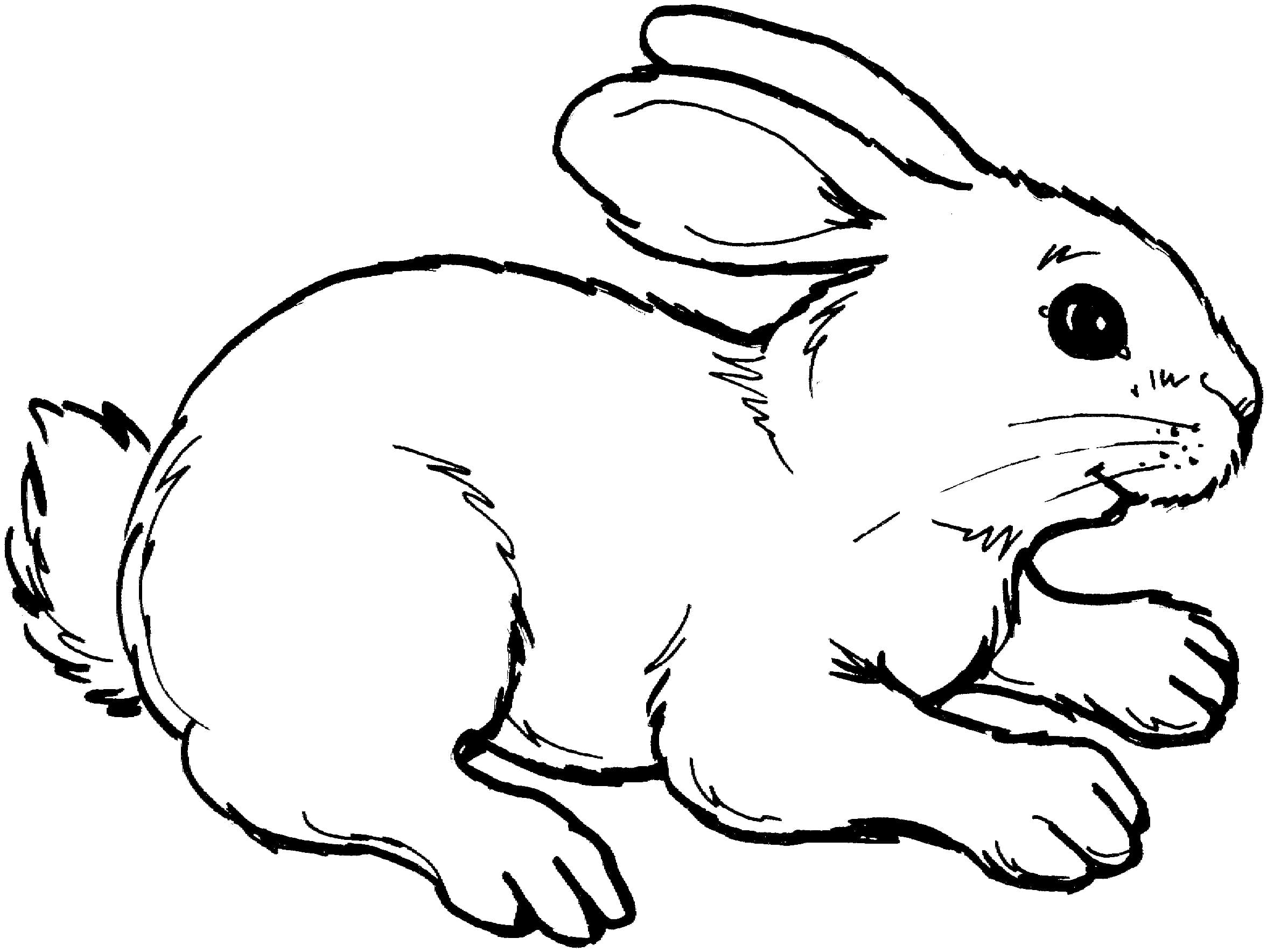 Рисунки с символом 2023 года - Кроликом для детей