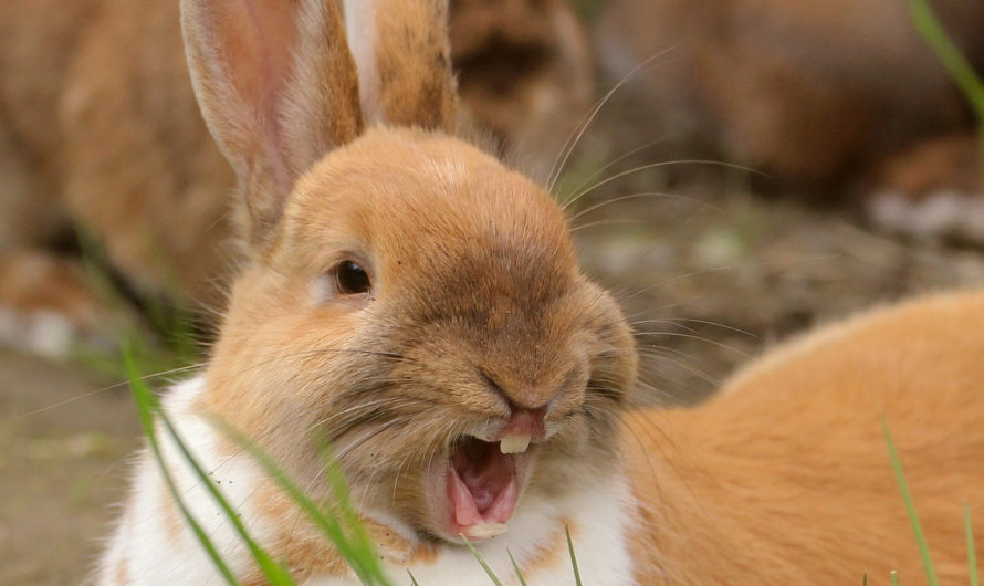Прикольные и смешные Кролики — картинки, фото