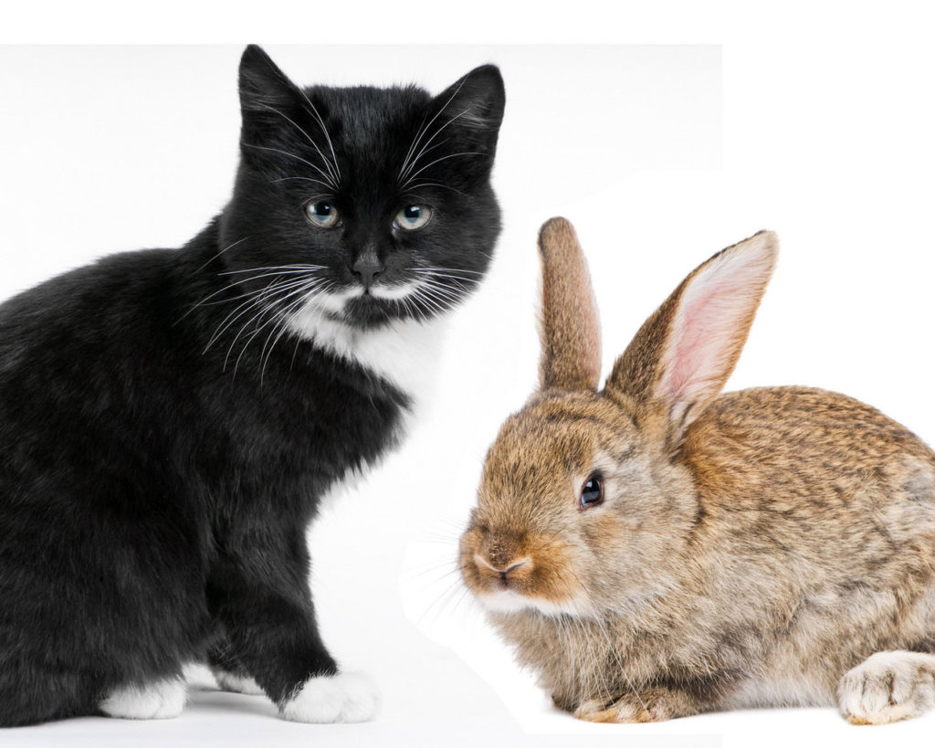 Как правильно - год Кролика, Зайца или Кота?